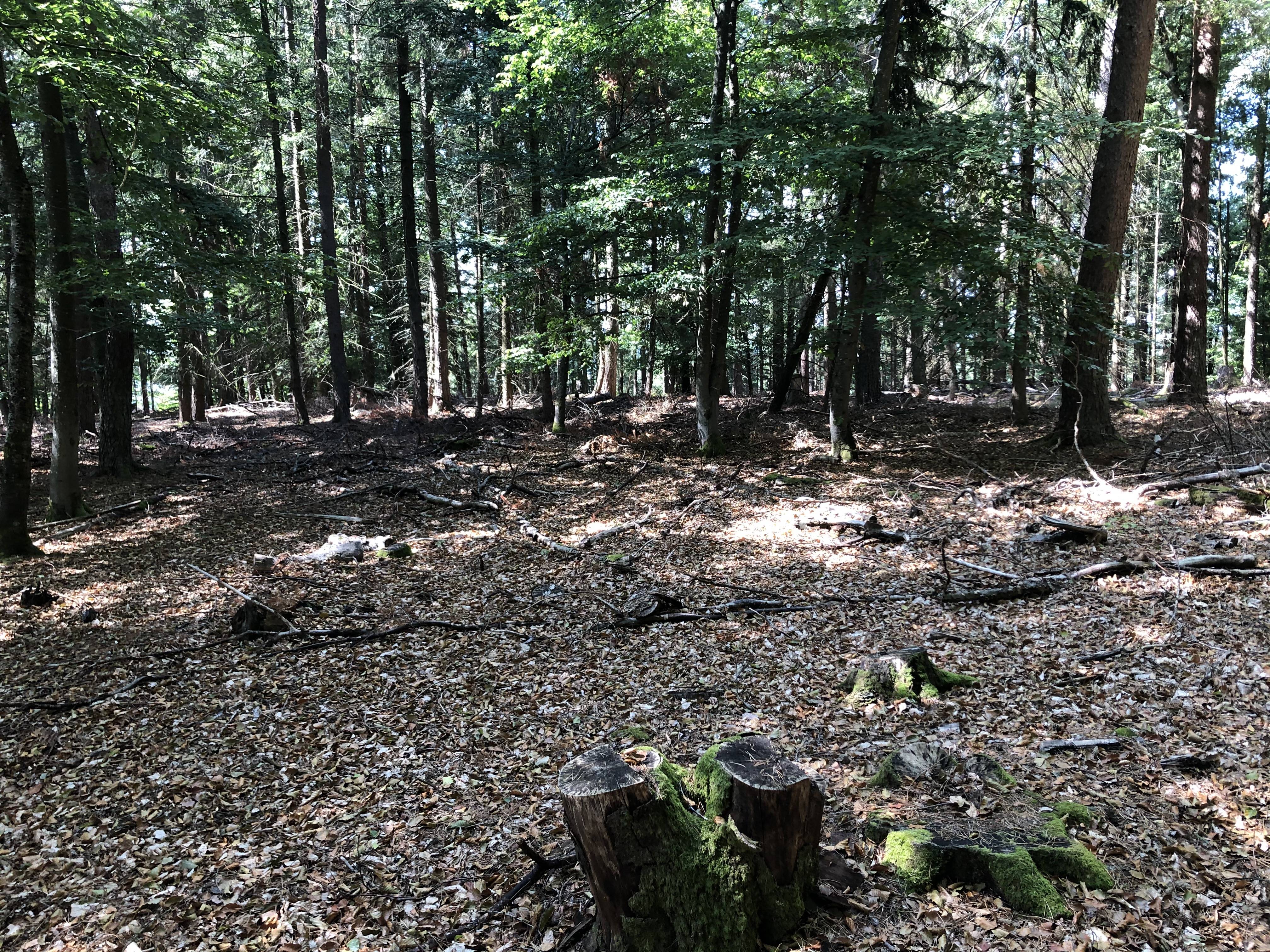 Photo de Château du Hohe Weyersberg