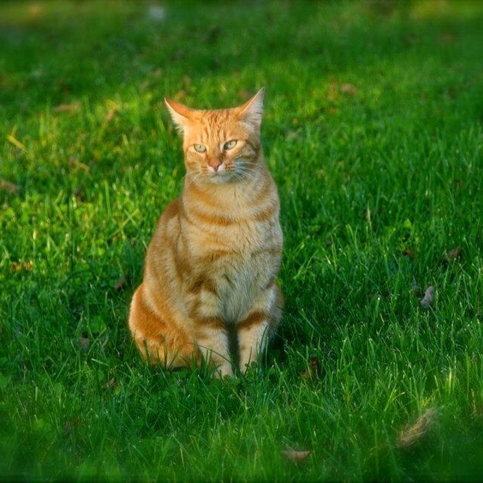 Photo de Château de Villersexel