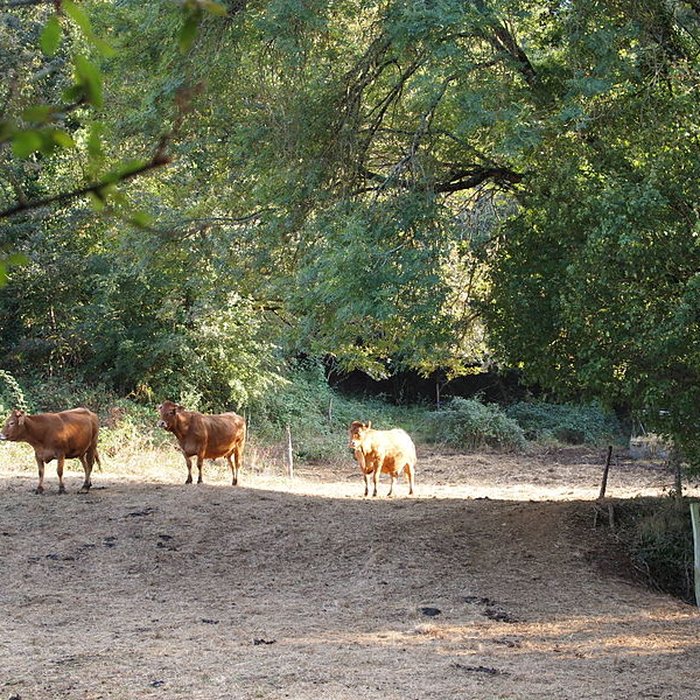 Photo de Grotte de Fontéchevade à Montbron