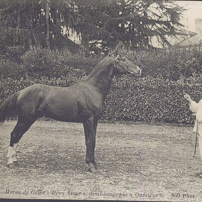 Photo de Haras national de Gelos