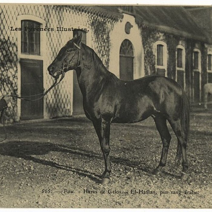 Photo de Haras national de Gelos