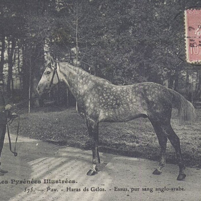 Photo de Haras national de Gelos