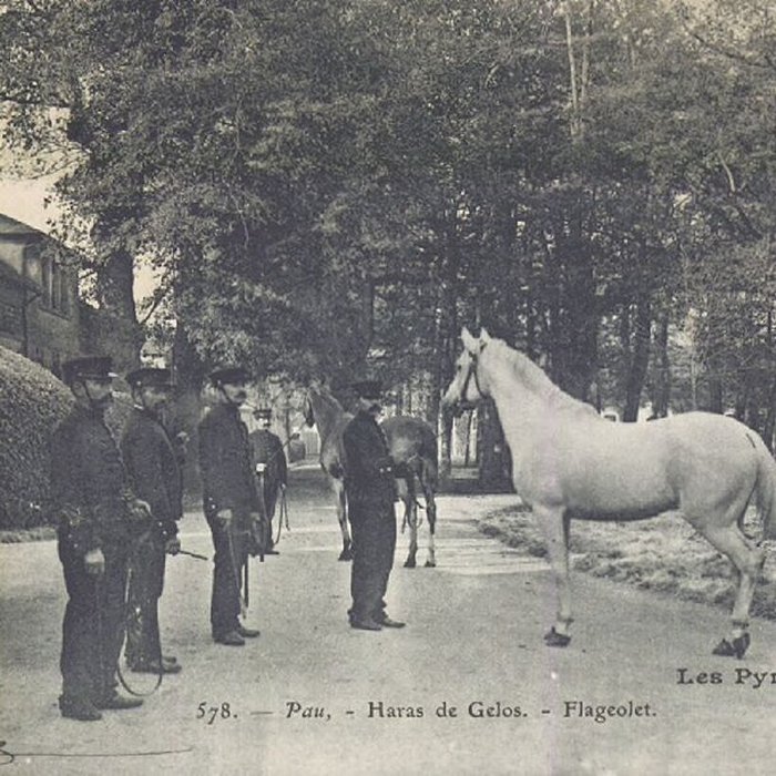 Photo de Haras national de Gelos