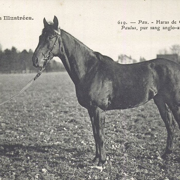 Photo de Haras national de Gelos