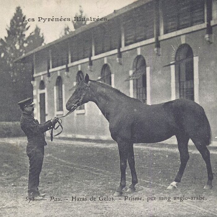 Photo de Haras national de Gelos