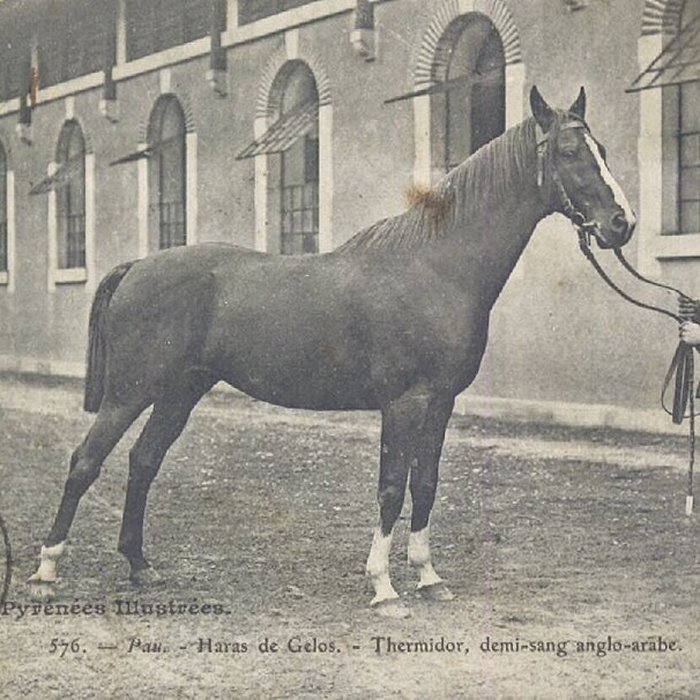 Photo de Haras national de Gelos