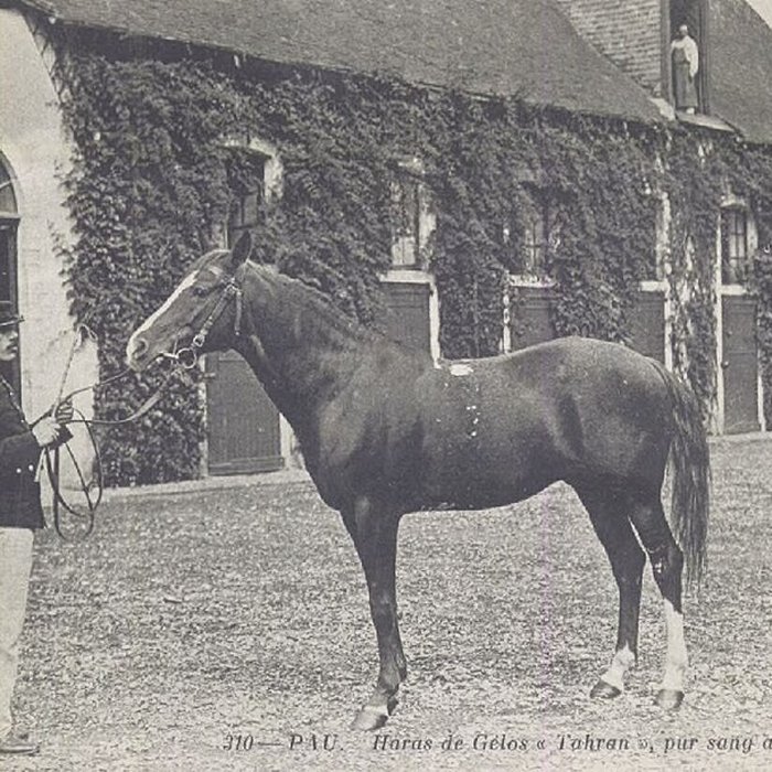 Photo de Haras national de Gelos