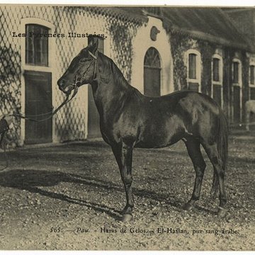 Haras national de Gelos