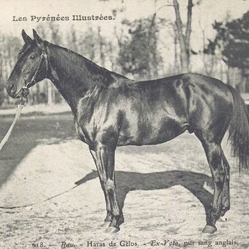 Haras national de Gelos