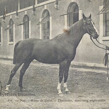 Haras national de Gelos