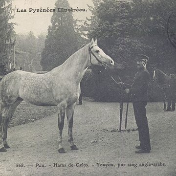 Haras national de Gelos