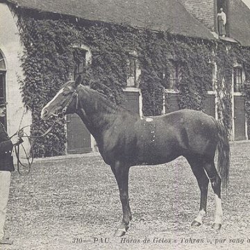 Haras national de Gelos