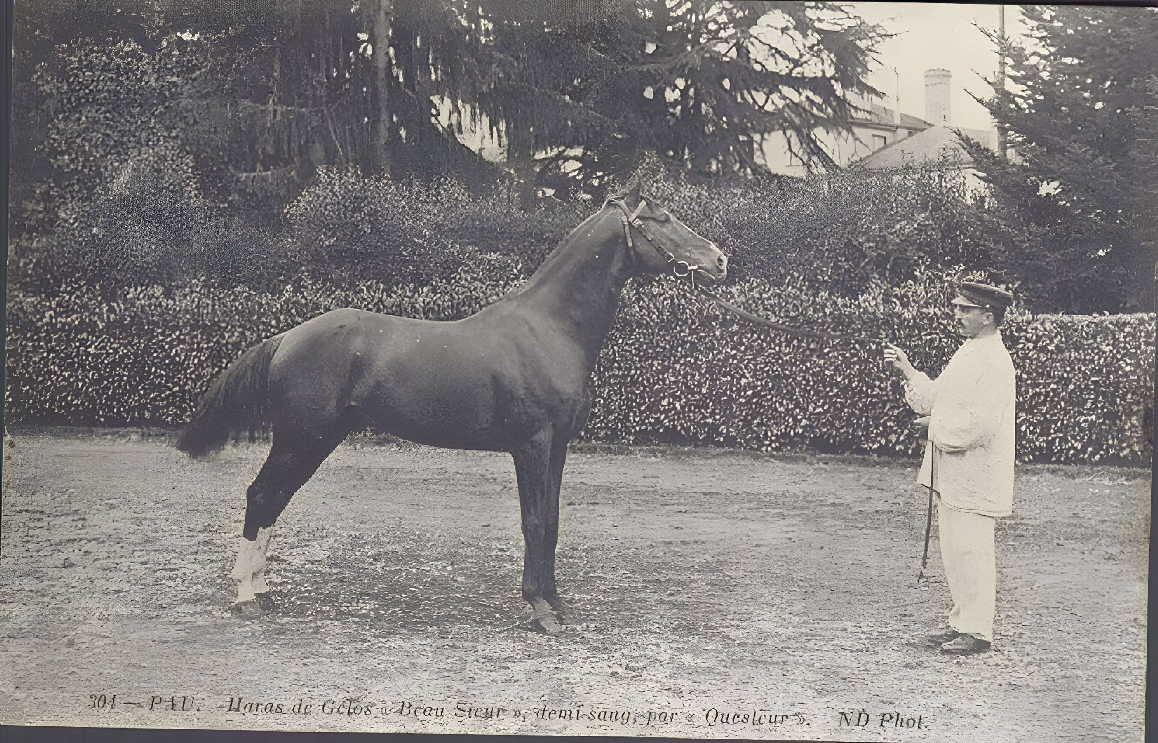 Haras national de Gelos