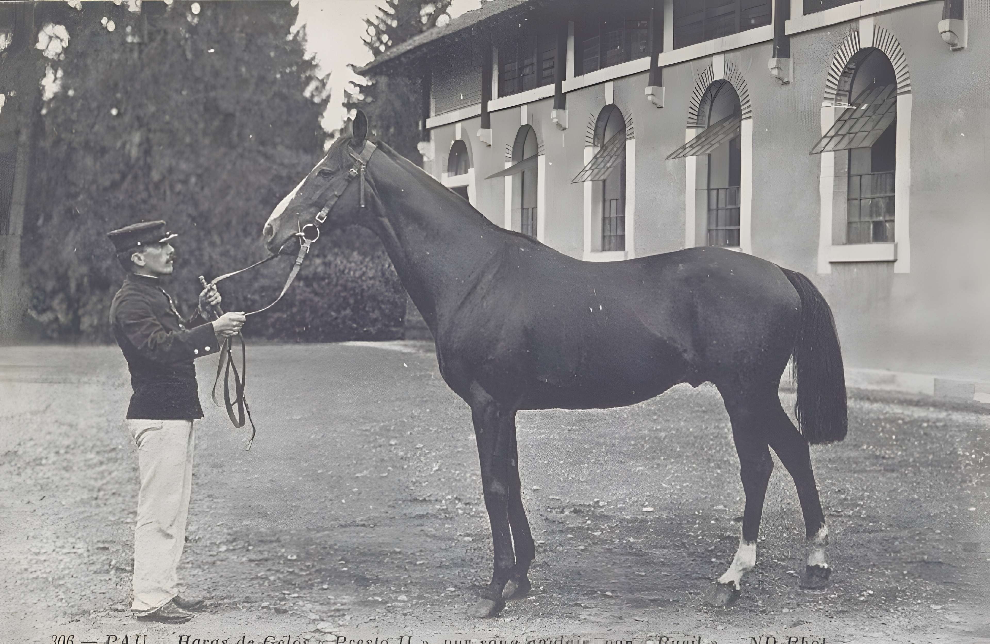 Haras national de Gelos