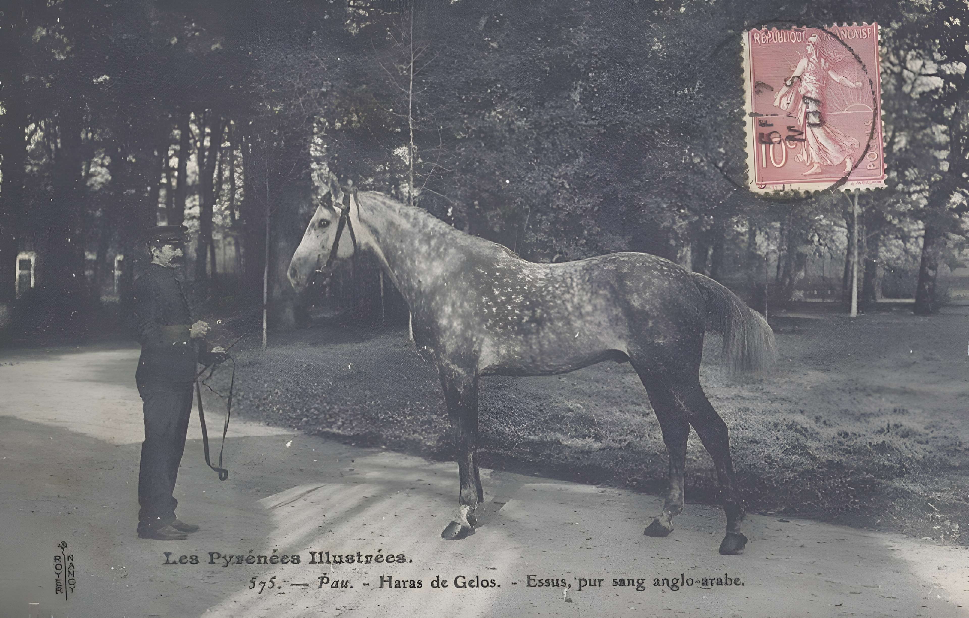 Haras national de Gelos