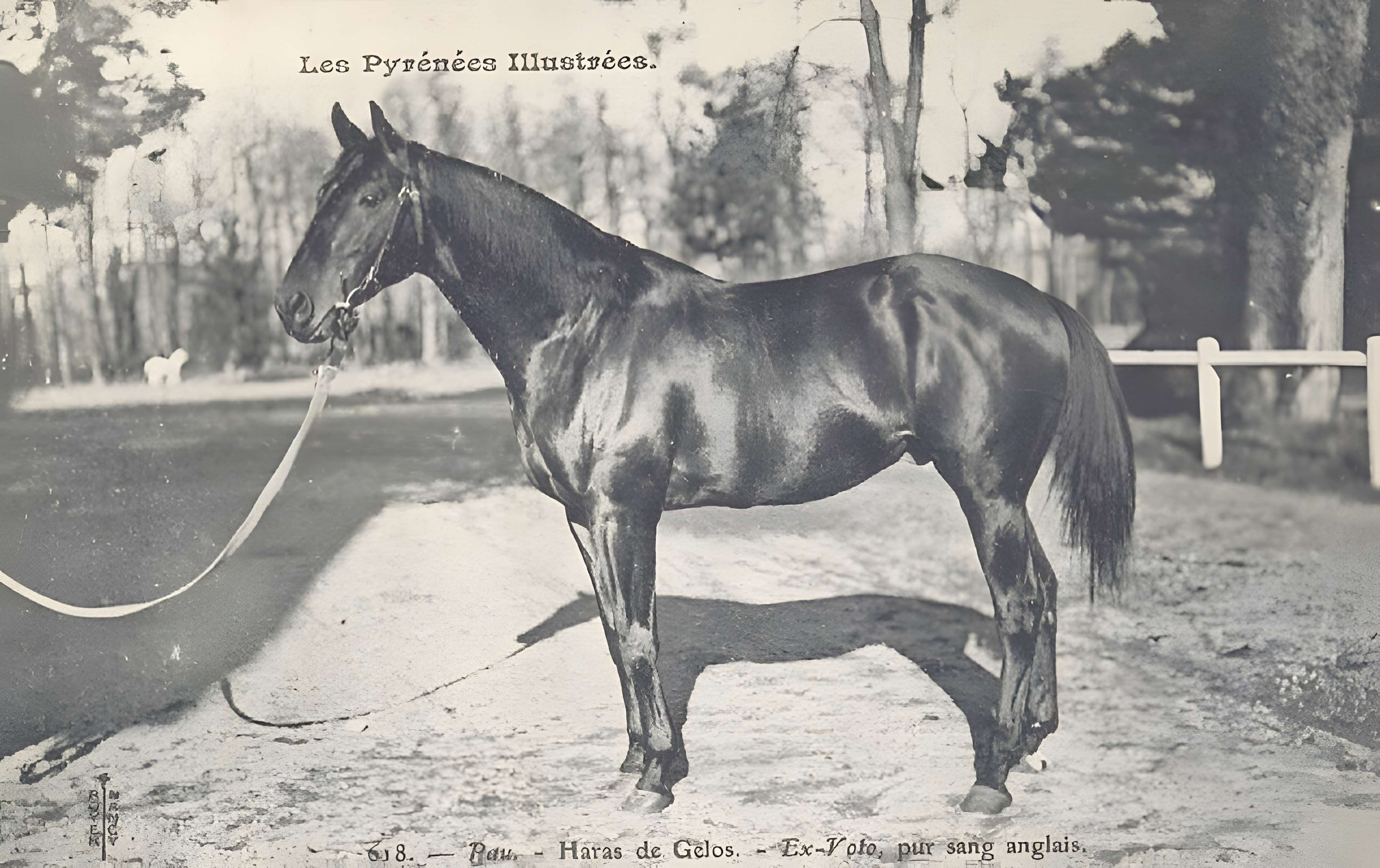 Haras national de Gelos