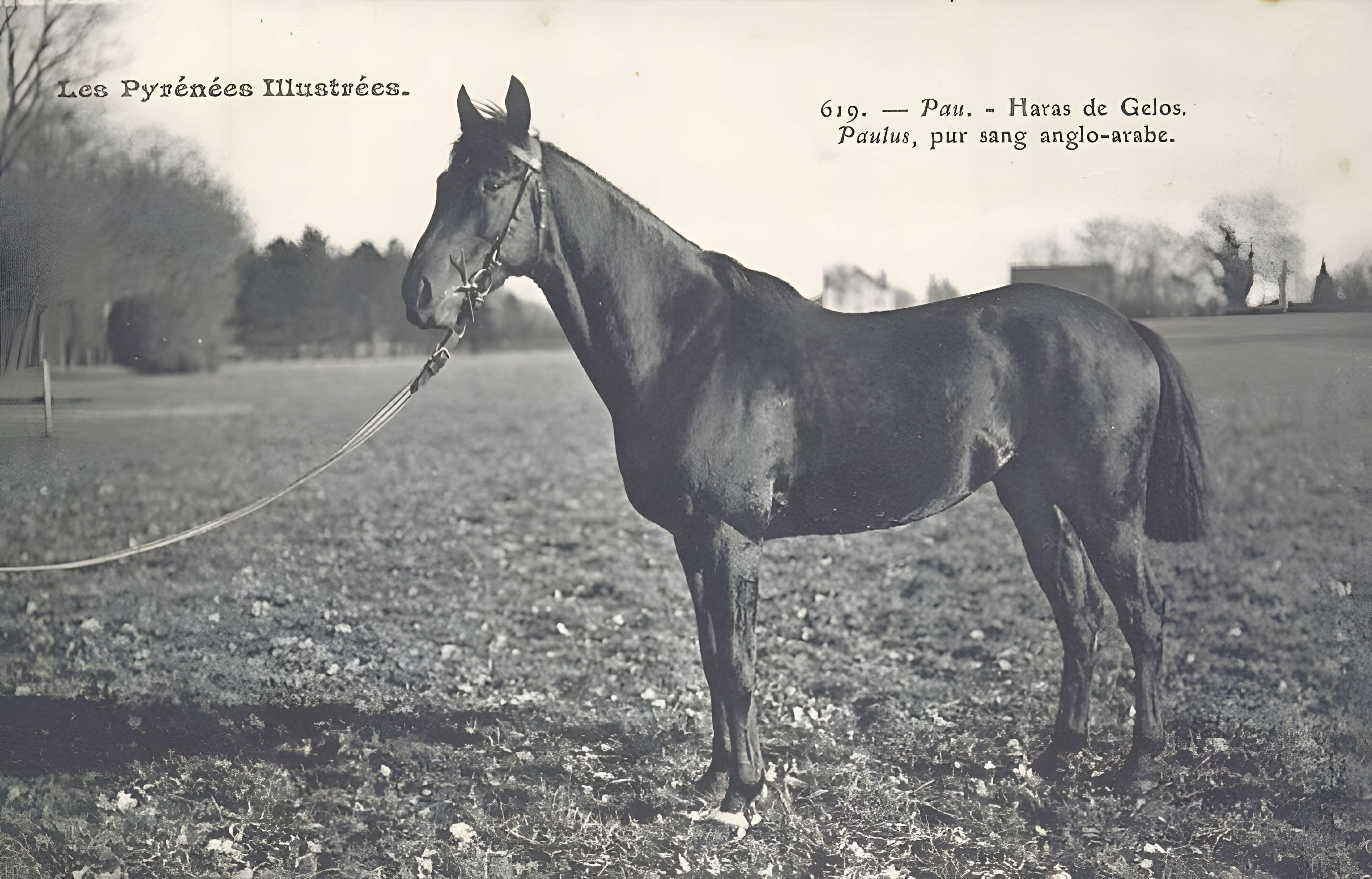 Haras national de Gelos
