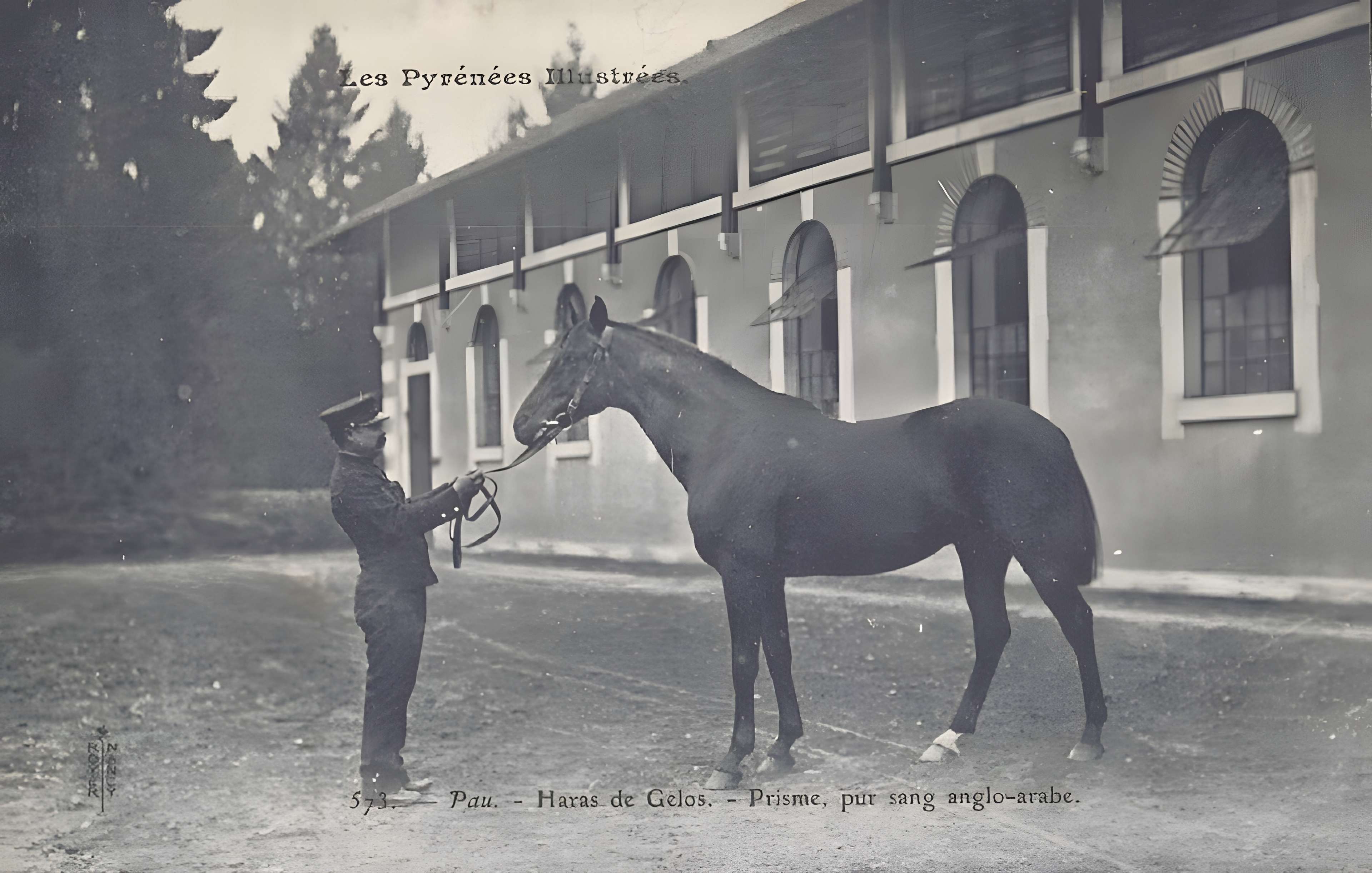 Haras national de Gelos