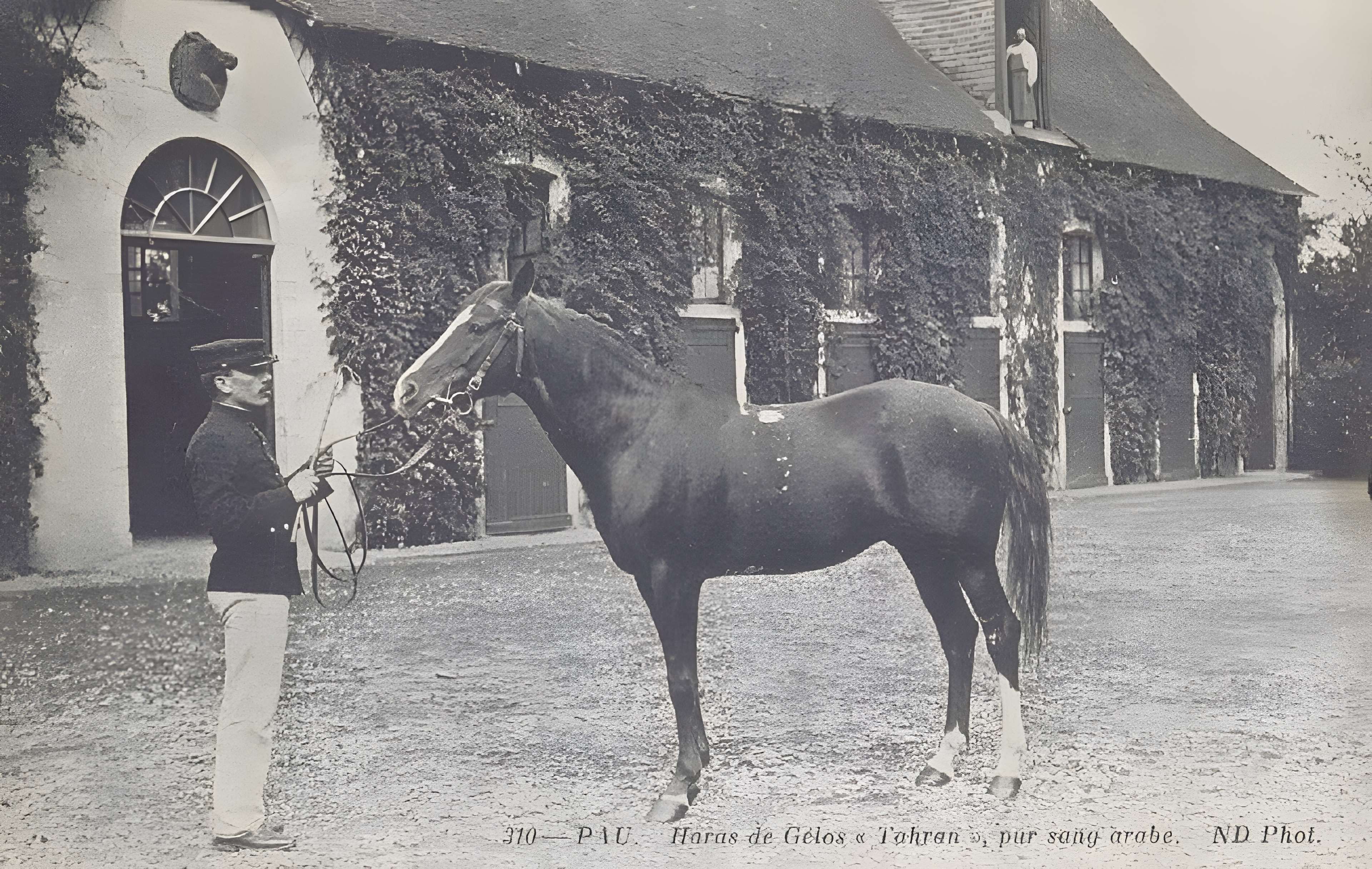 Haras national de Gelos