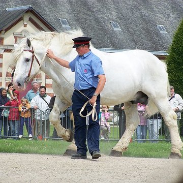 Haras national de Saint-Lô