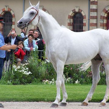 Haras national de Saint-Lô