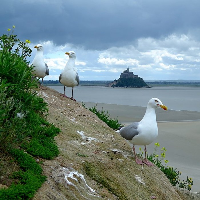 Photo de Ilot de Tombelaine