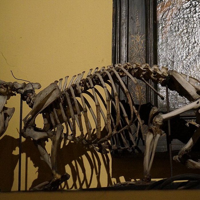 Photo de Musée barrois au Château des ducs de Bar