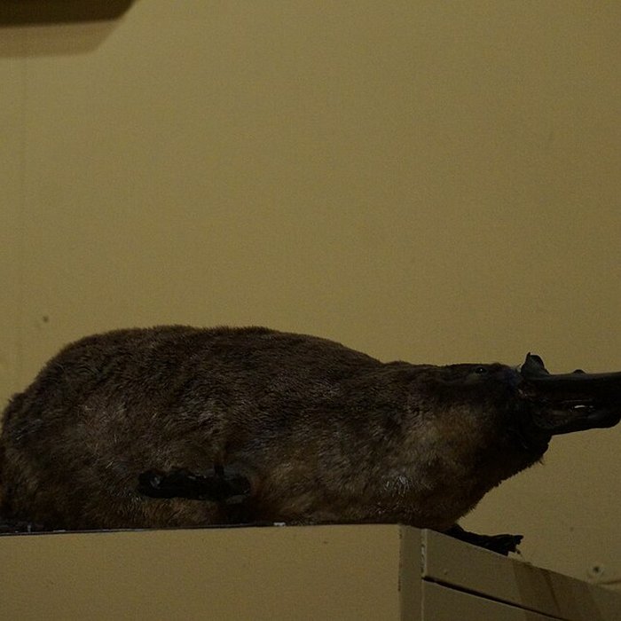 Photo de Musée barrois au Château des ducs de Bar