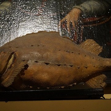 Musée barrois au Château des ducs de Bar