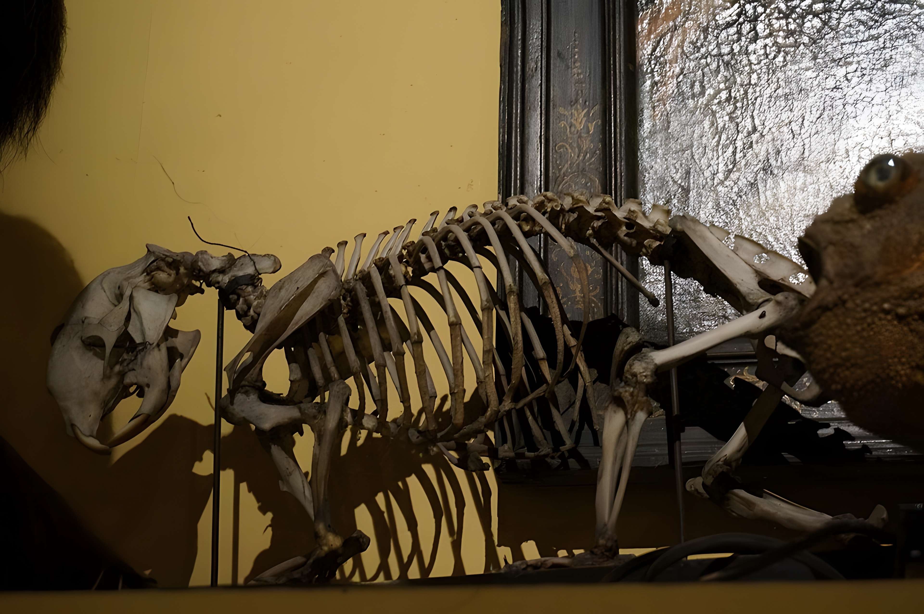 Musée barrois au Château des ducs de Bar