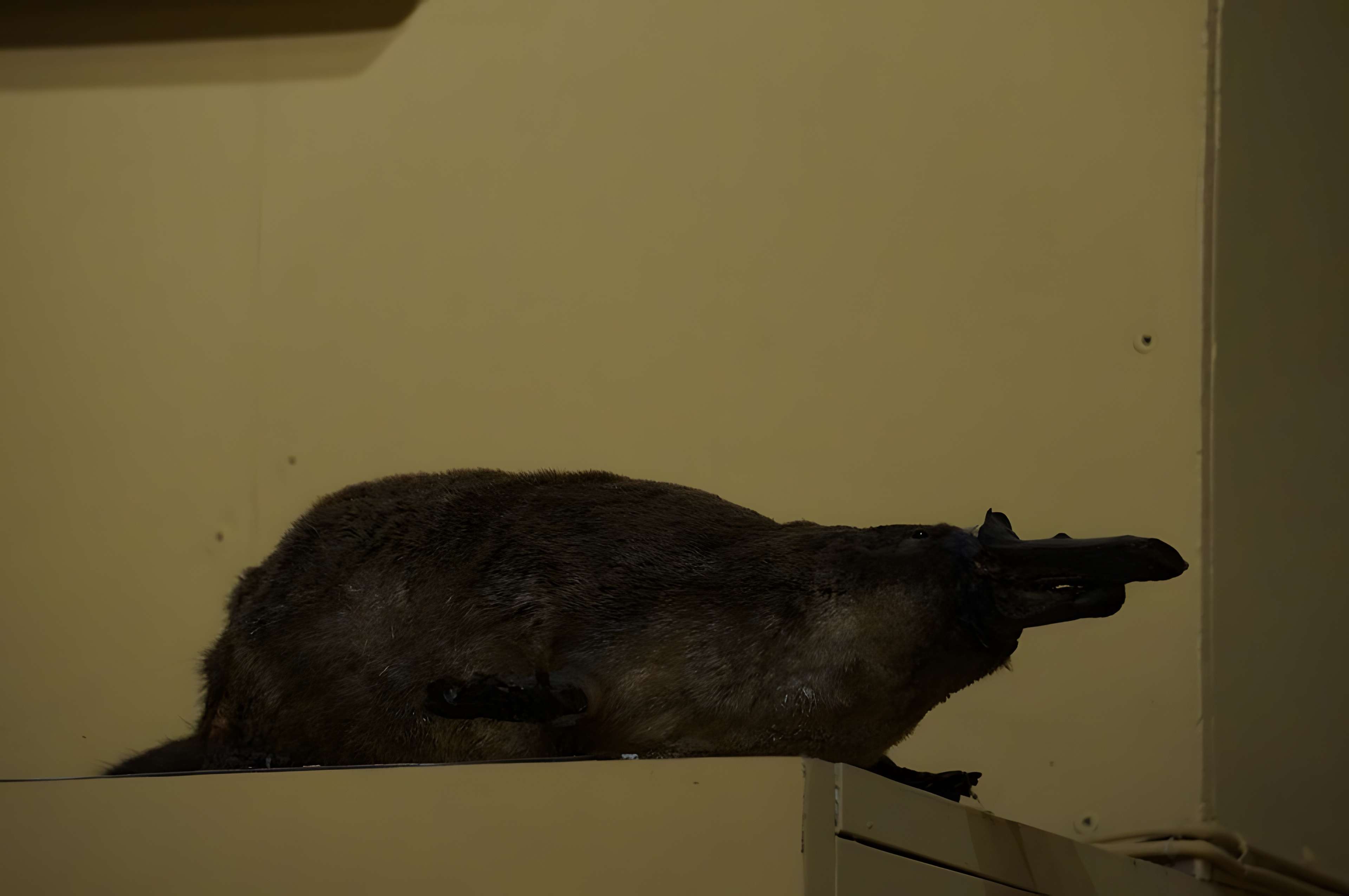 Musée barrois au Château des ducs de Bar