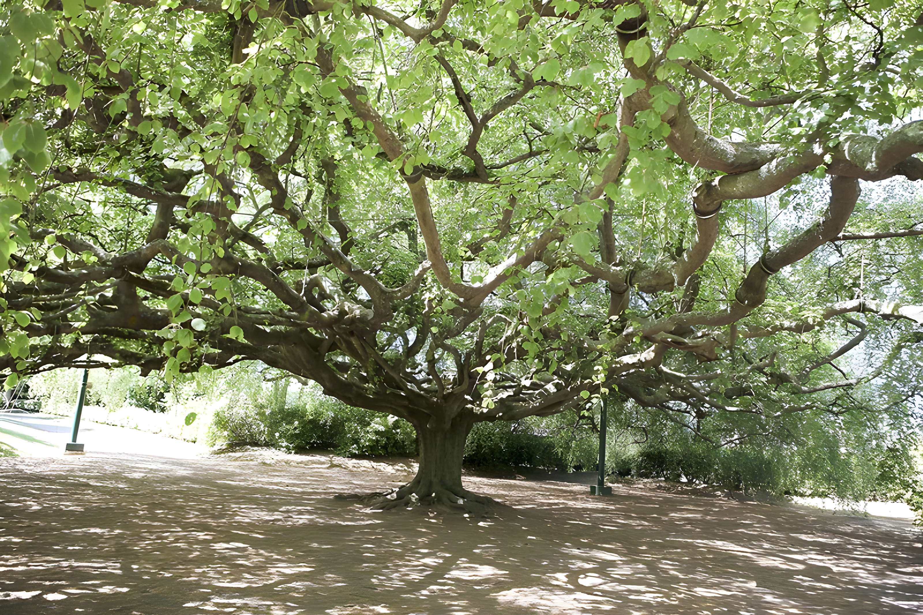 Jardin public de Bayeux