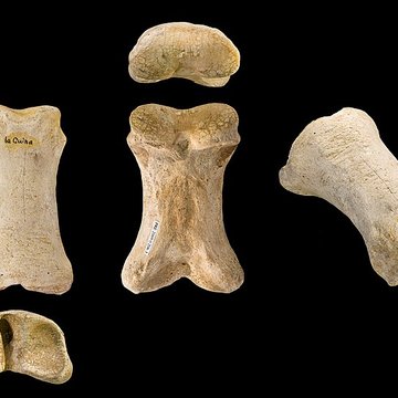 Le site préhistorique de la Quina à Gardes-le-Pontaroux