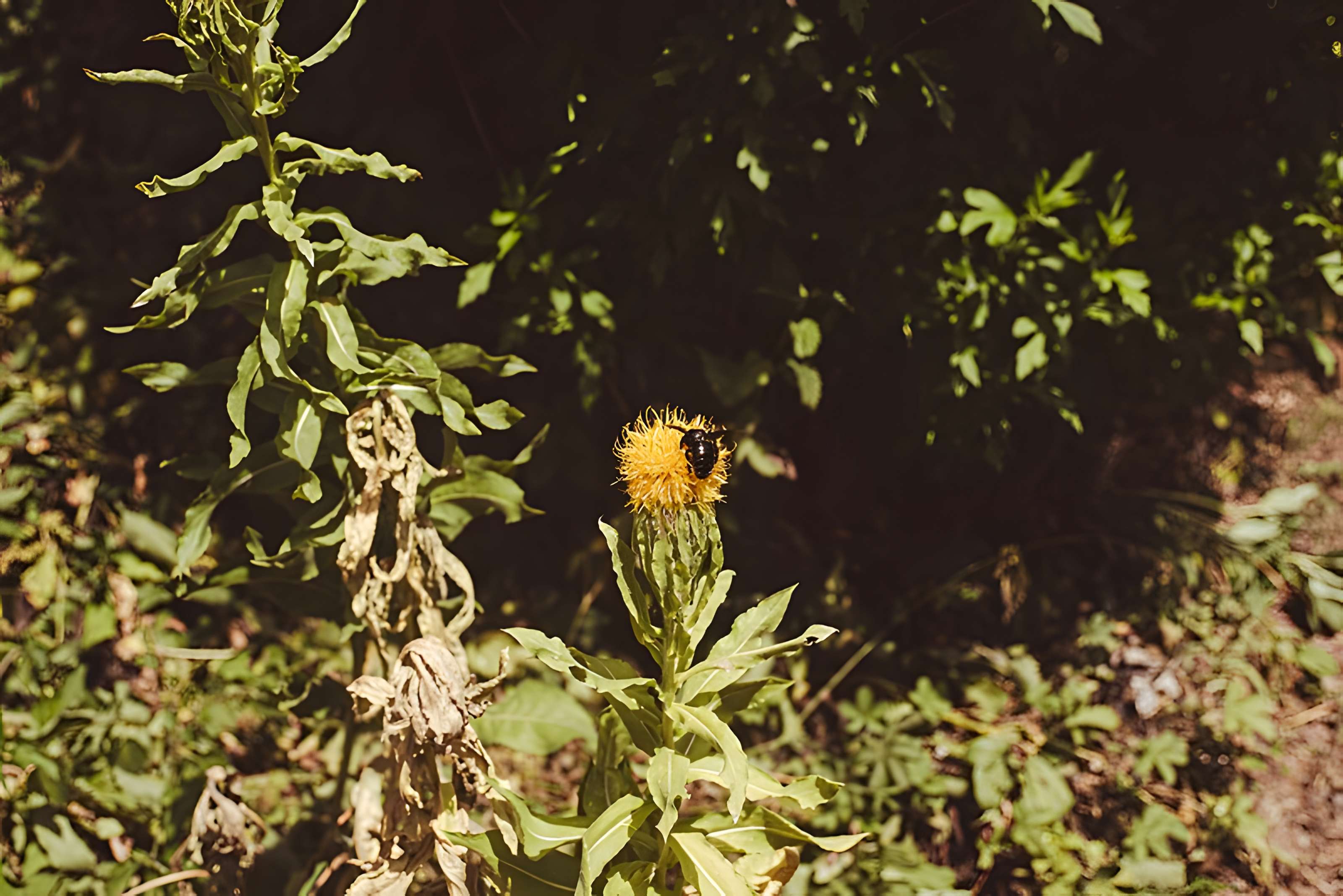 Château des Ducs de Lorraine
