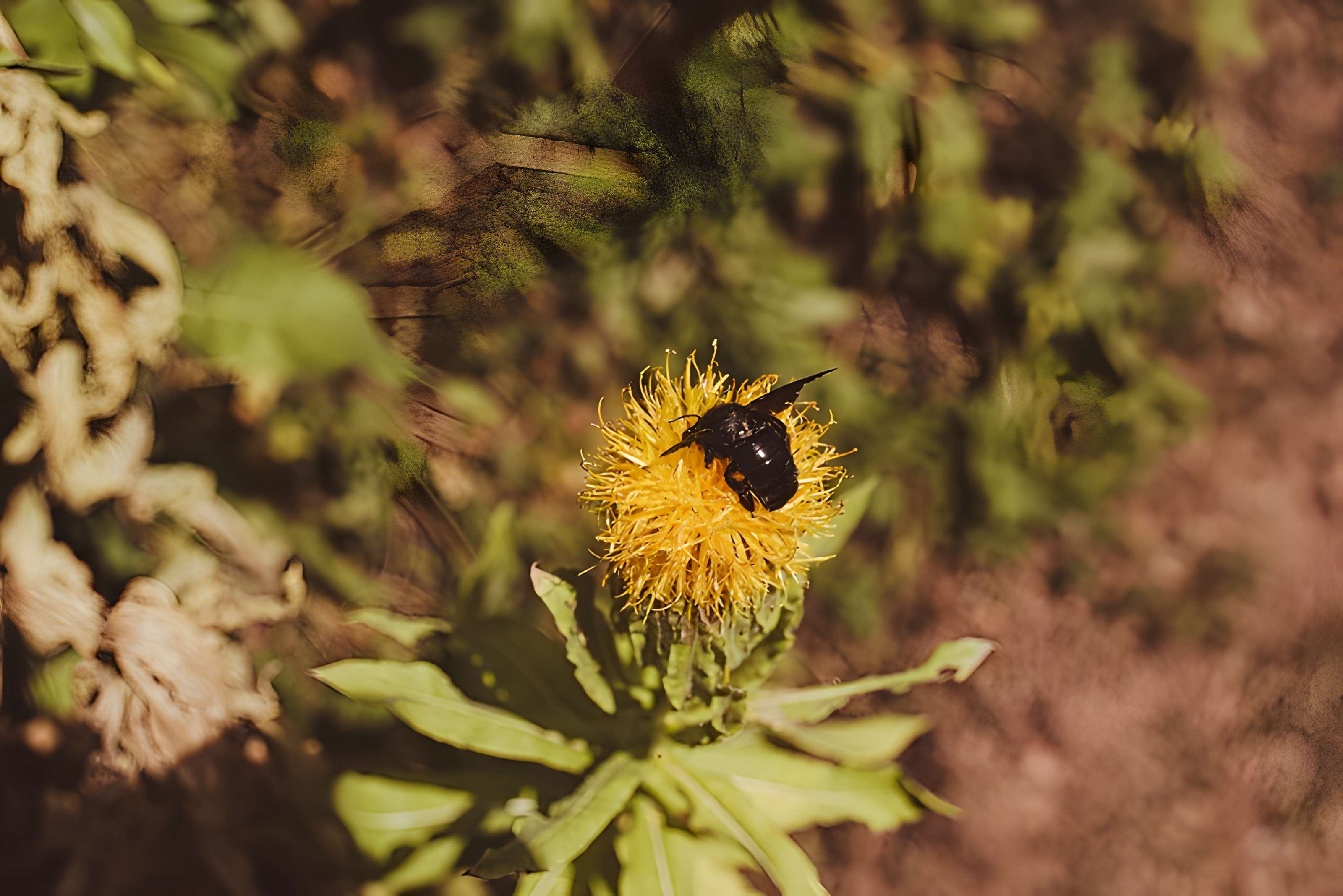 Château des Ducs de Lorraine