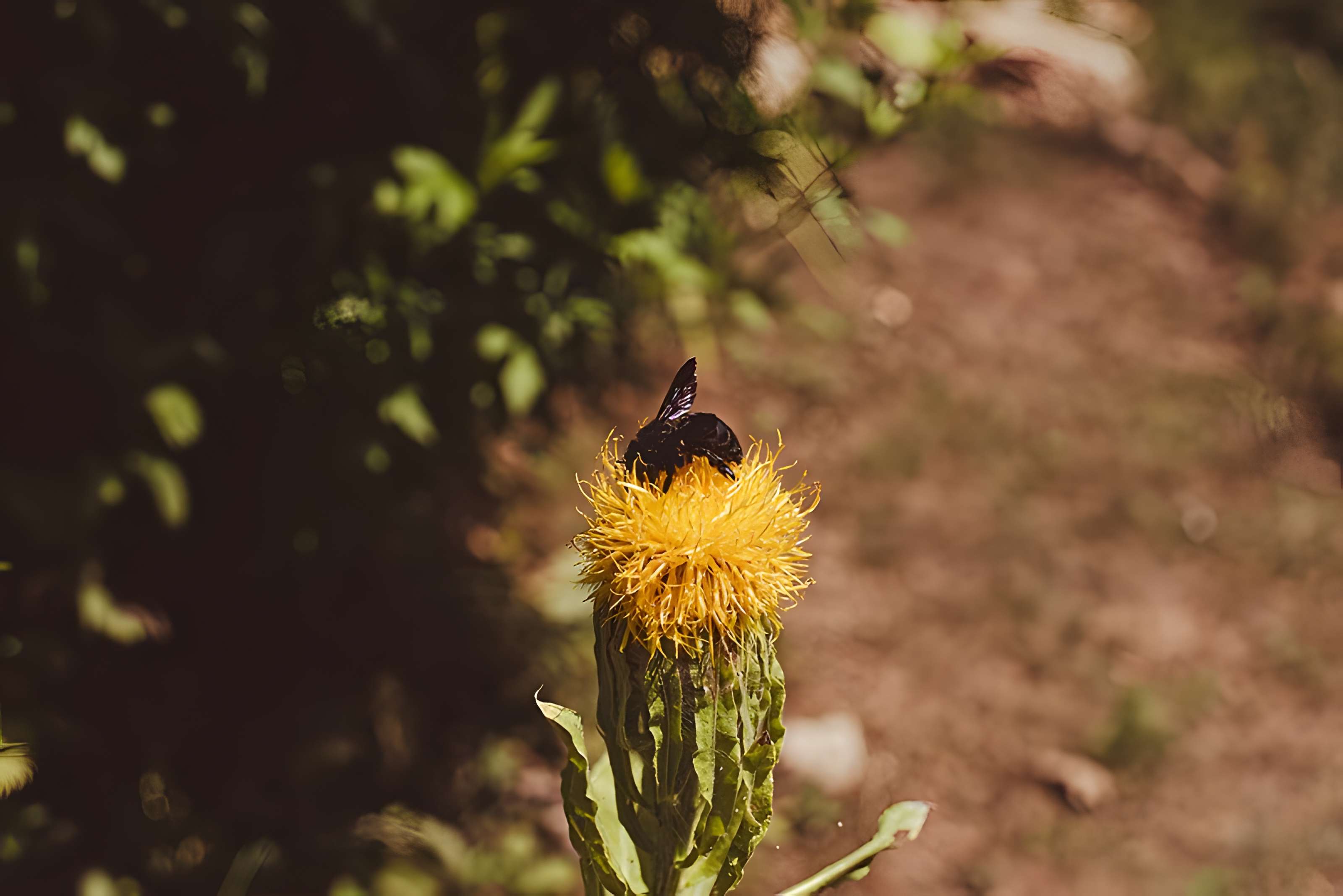 Château des Ducs de Lorraine