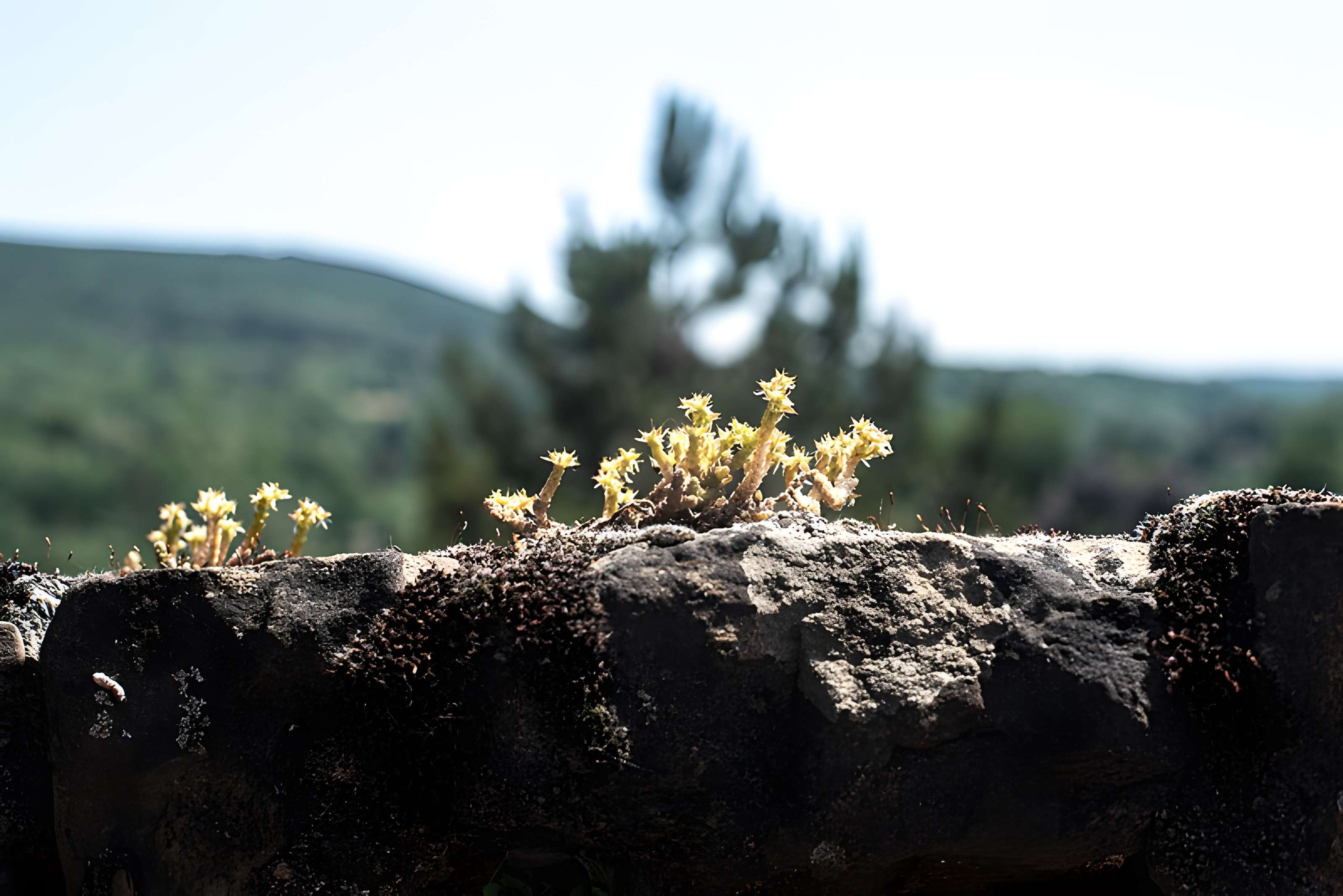 Château des Ducs de Lorraine