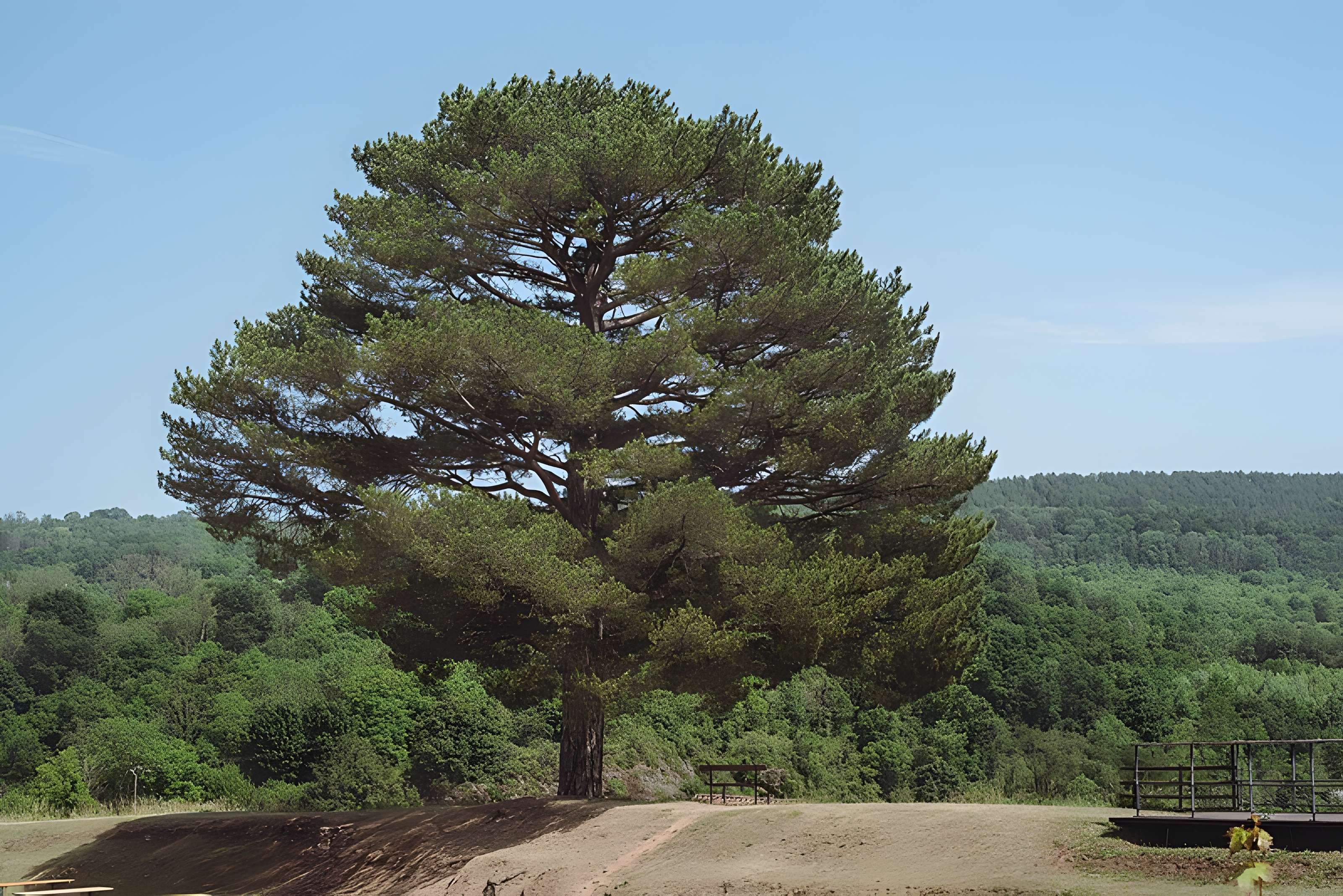 Château des Ducs de Lorraine