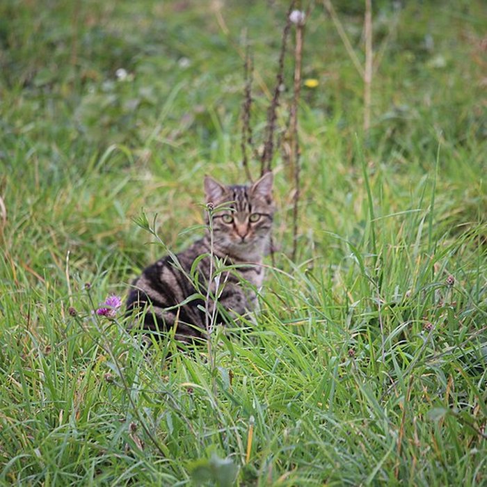 Photo de Manoir de Coutainville 