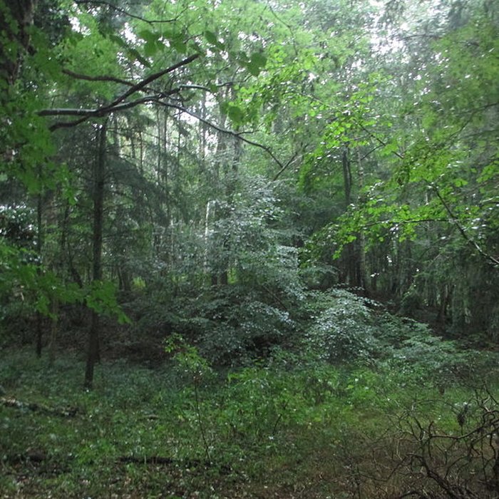 Photo de Motte féodale dite Garenne-de-la-Motte