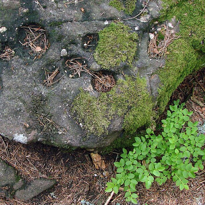 Photo de Mur païen du mont Sainte-Odile à Ottrott