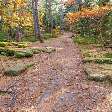 Mur païen du mont Sainte-Odile à Ottrott