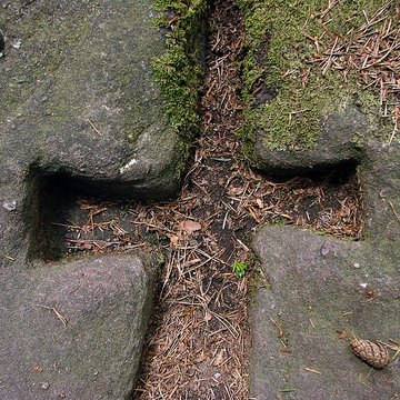 Mur païen du mont Sainte-Odile à Ottrott