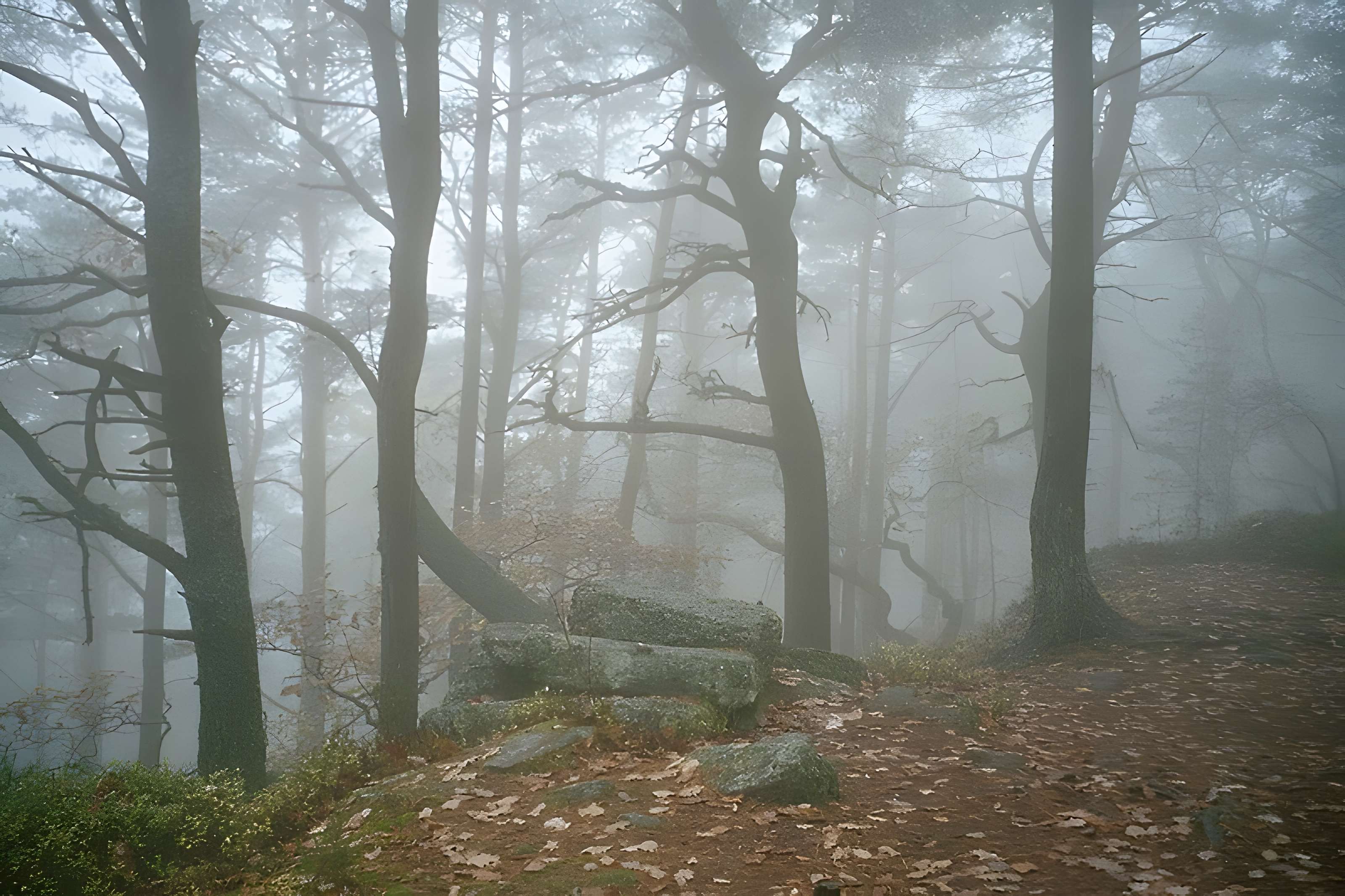 Mur païen du mont Sainte-Odile à Ottrott