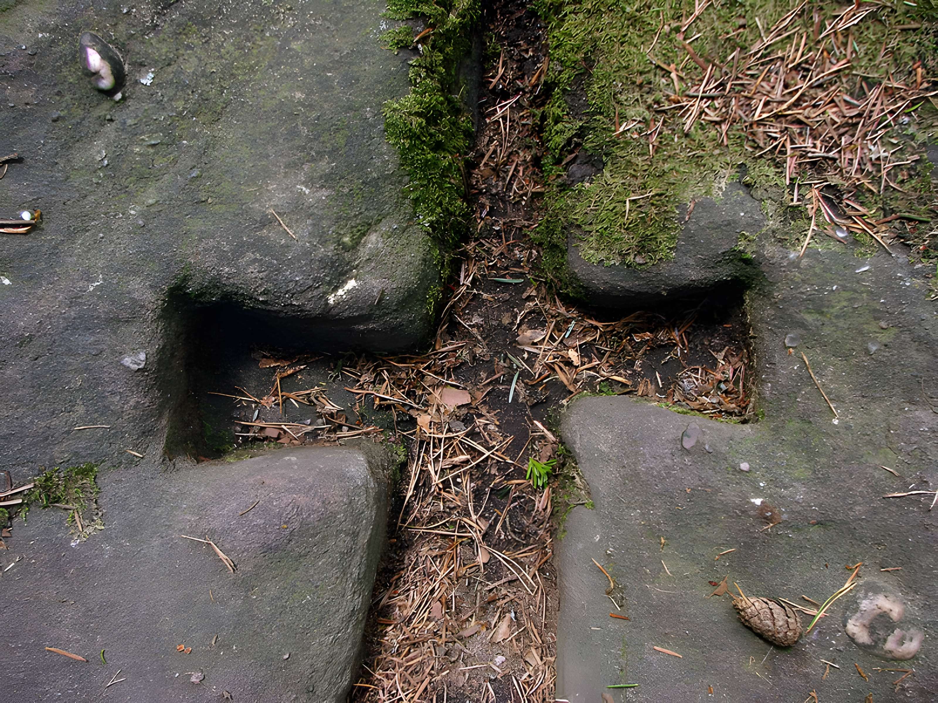 Mur païen du mont Sainte-Odile à Ottrott