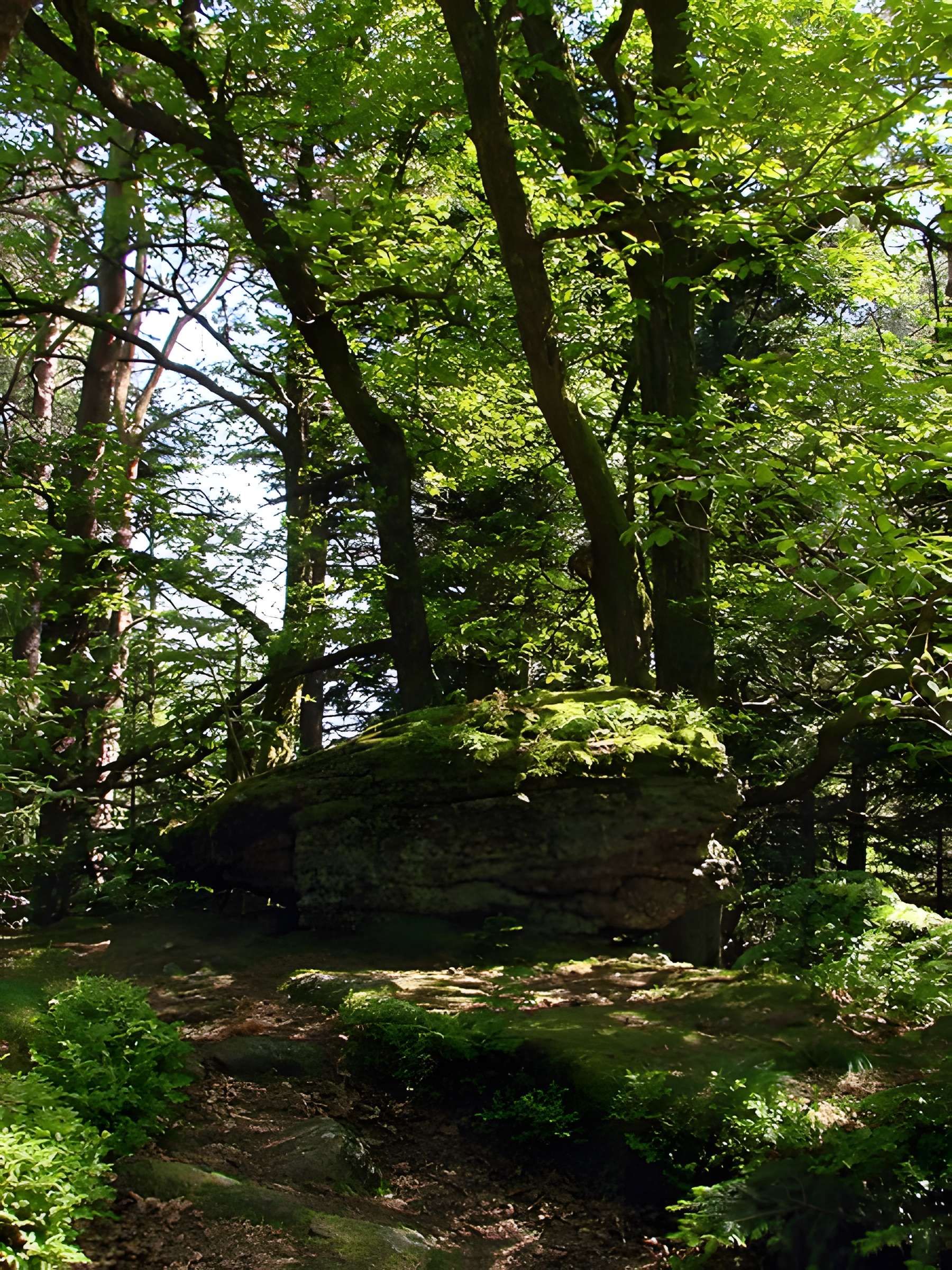 Mur païen du mont Sainte-Odile à Ottrott