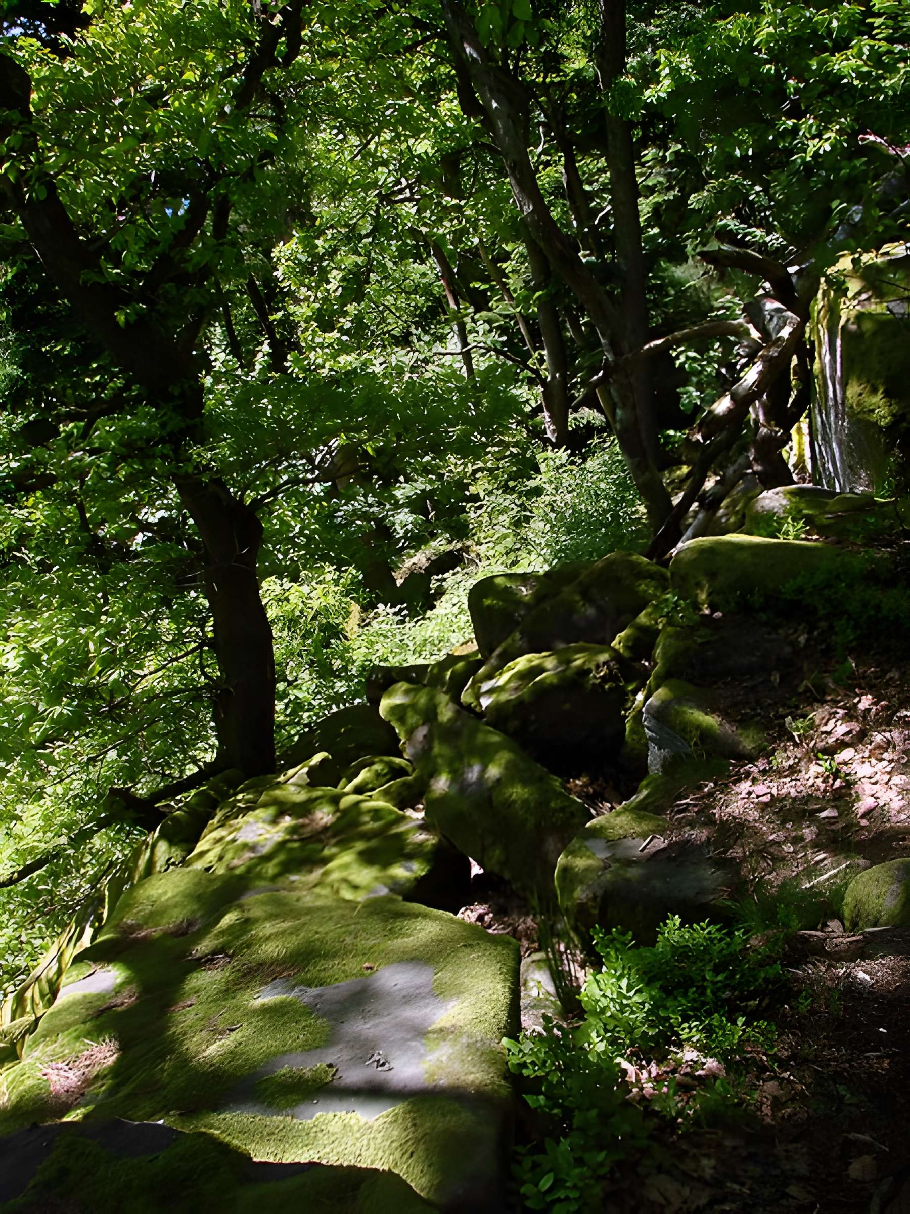 Mur païen du mont Sainte-Odile à Ottrott