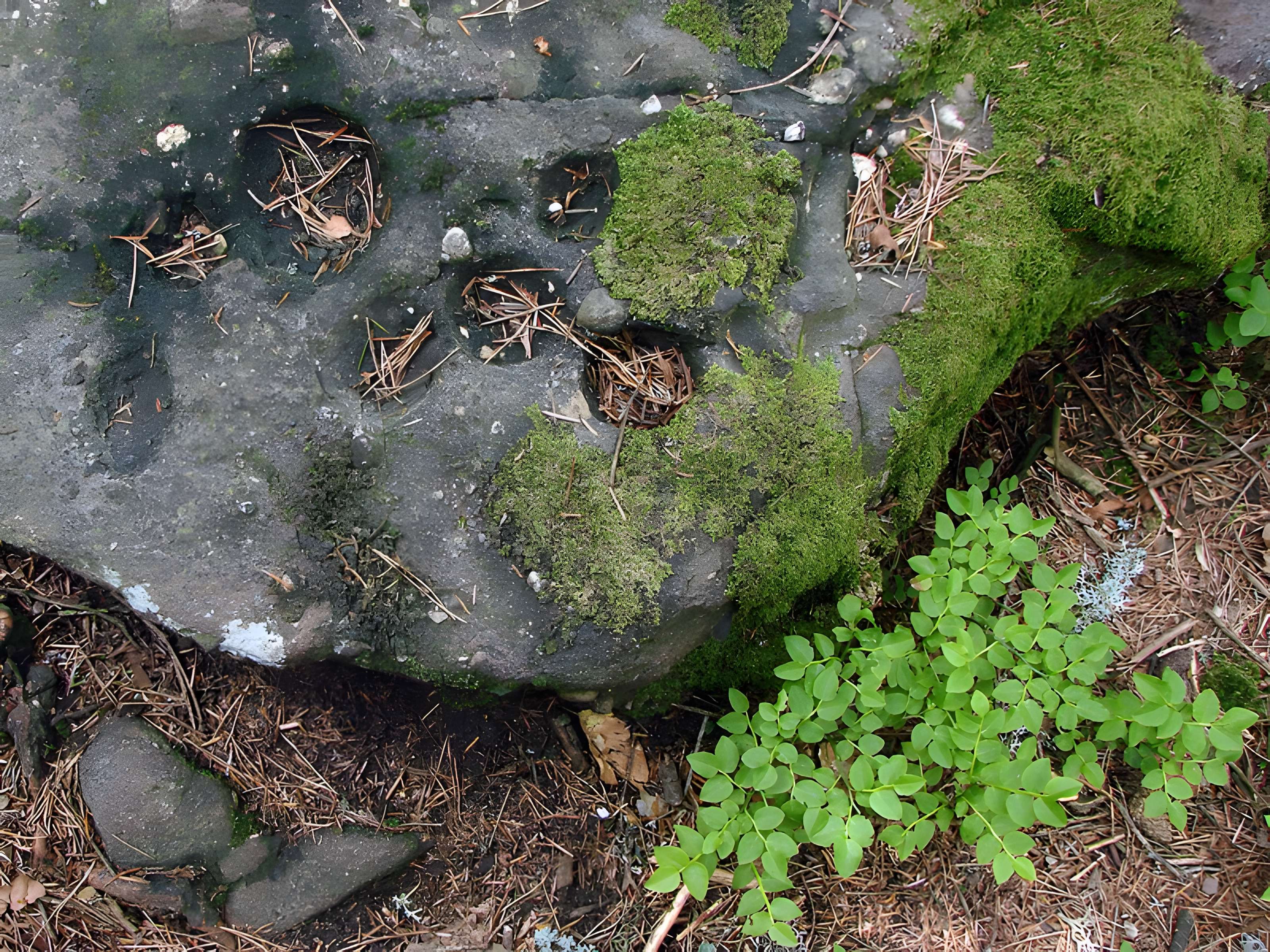 Mur païen du mont Sainte-Odile à Ottrott