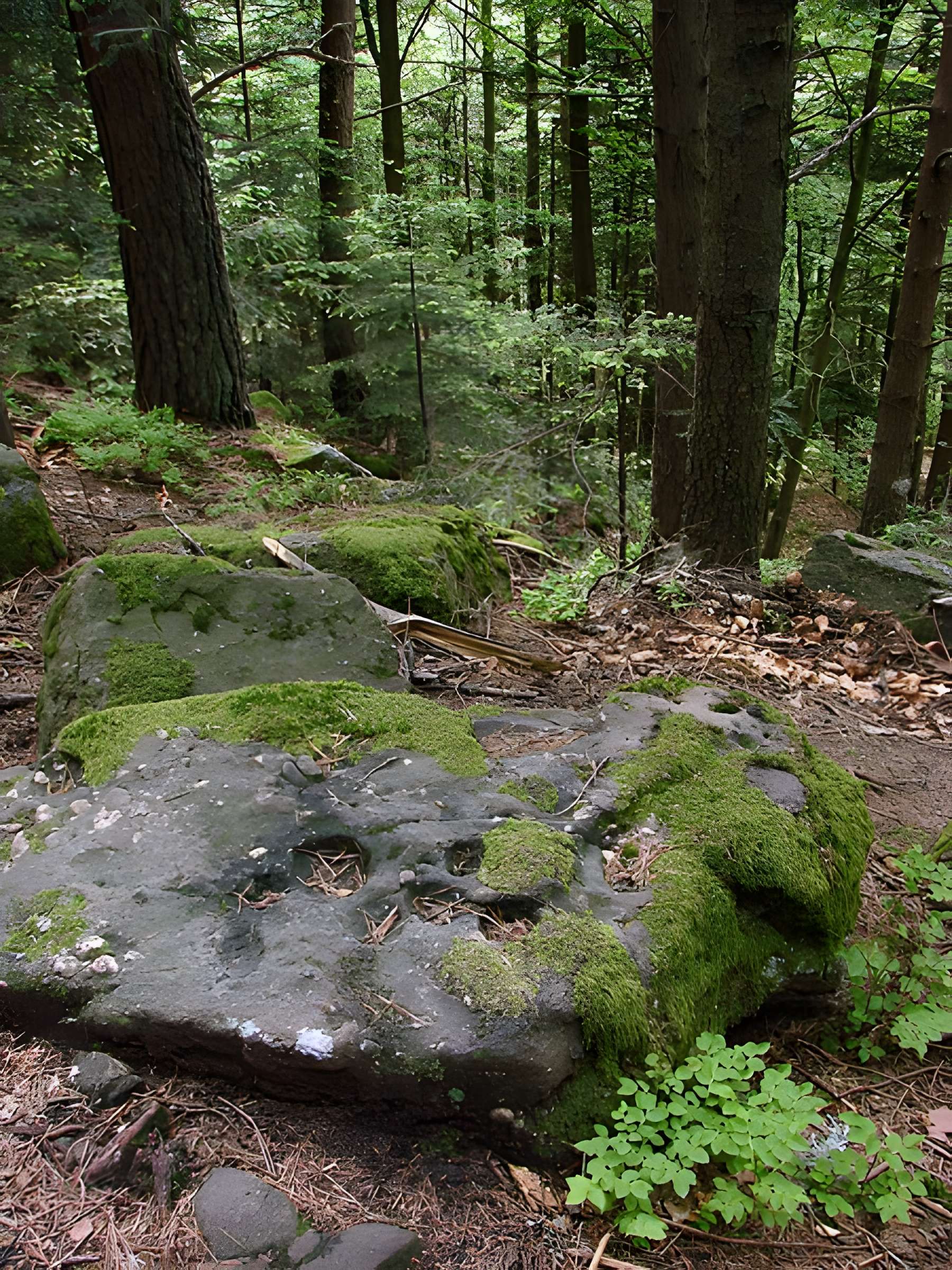 Mur païen du mont Sainte-Odile à Ottrott