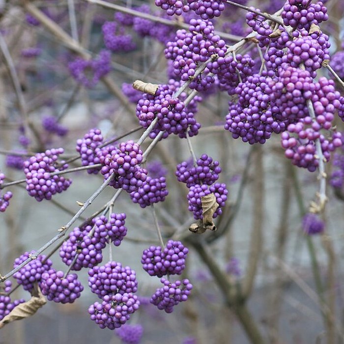 Photo de Palais universitaire de Strasbourg